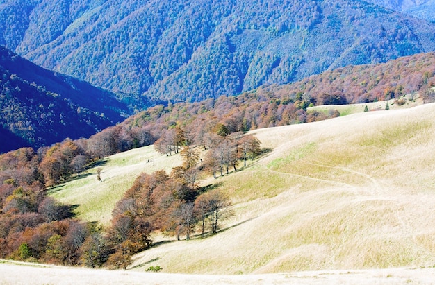 Montagne autunnali con alberi spogli sul bordo della montagna della foresta (Carpazi, Ucraina).