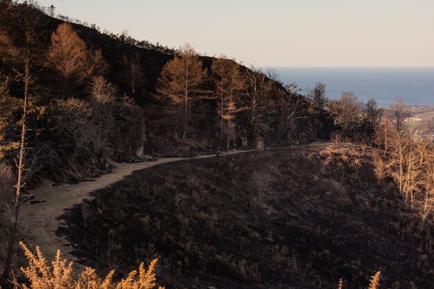 Montagne basche dopo un incendio selvaggio. Foresta bruciata a febbraio 2021.