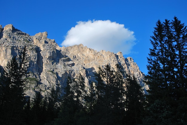 Montagne con foresta