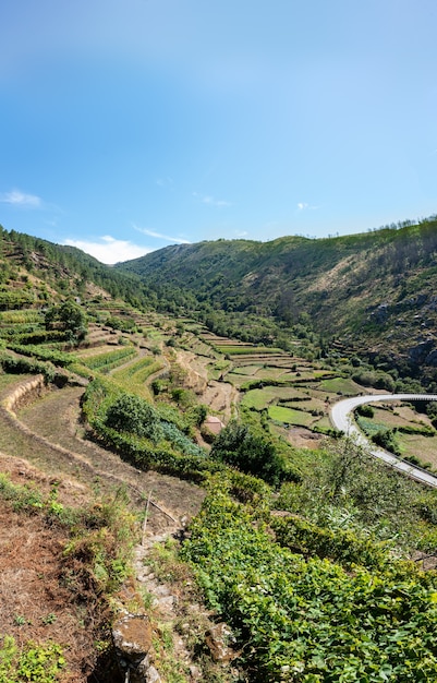 Montagne con viti e strada curva