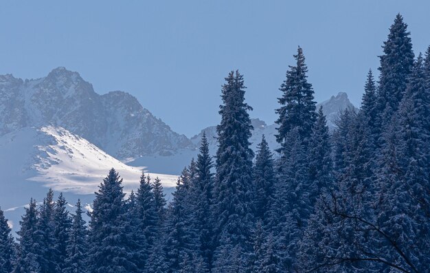 montagne coperte di neve