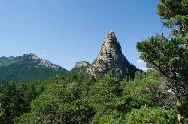 Montagne del paesaggio di montagna ricoperte di natura selvaggia della foresta di pini