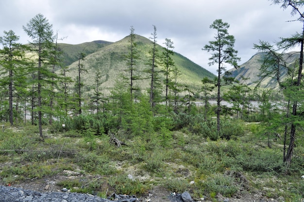 Montagne della Yakutia alla fine dell'estate