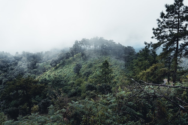 Montagne e alberi verdi durante il giorno