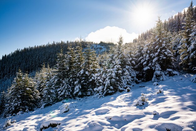 Montagne e colline dei Carpazi coperte di neve con enormi cumuli di neve di neve bianca come la neve e alberi di Natale sempreverdi illuminati dal sole freddo e luminoso