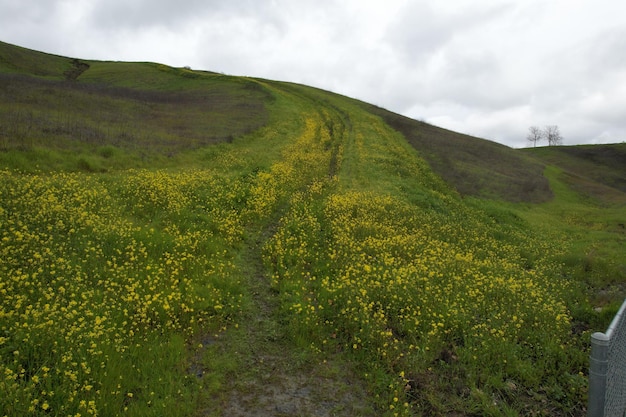 Montagne e fiori di campo intorno a San Ramon dopo una pioggia