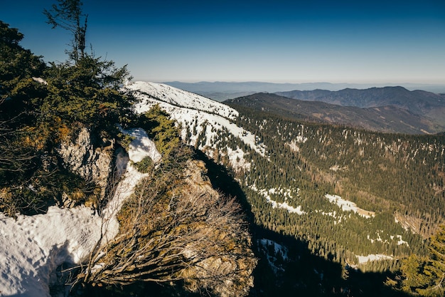 Montagne, foresta di conifere nella neve, primavera, inverno. Foto di alta qualità