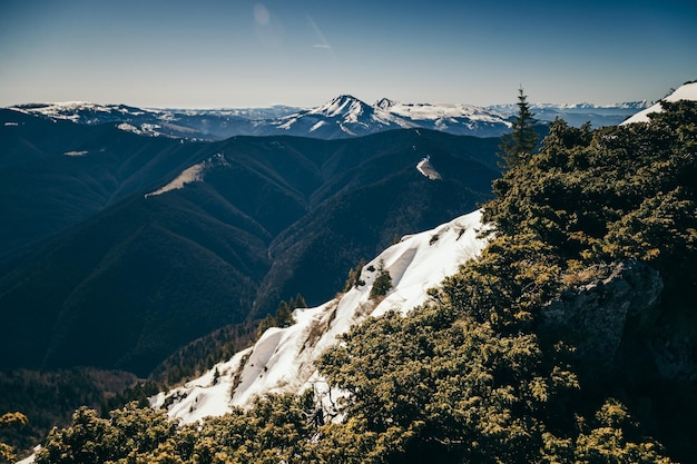 Montagne foresta di conifere nella neve primavera inverno