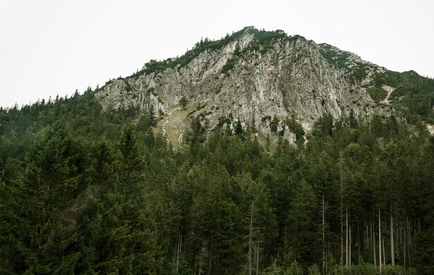 montagne natura rocciosa paesaggio prato erba nebbia