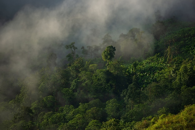 Montagne nebbiose della copertura di nuvole in Tailandia.