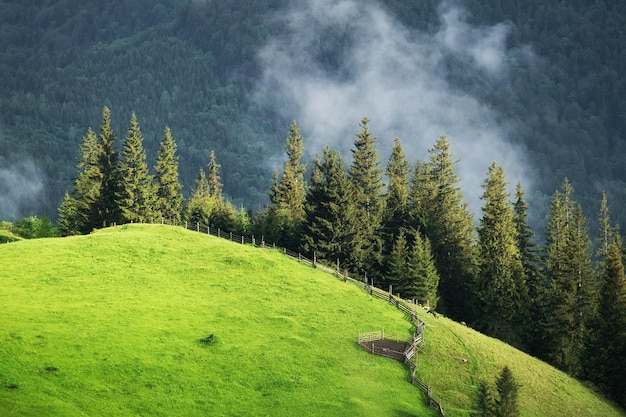 Montagne nebbiose e campo con alberi Paesaggio dopo la pioggia Una vista per lo sfondo Immagine della natura