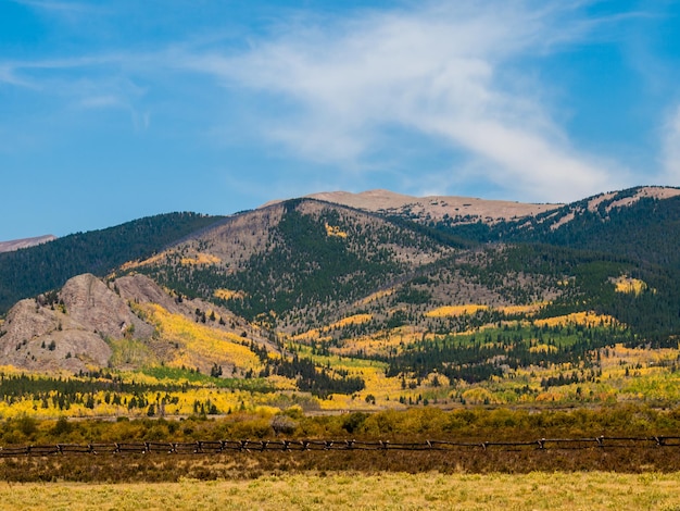 Montagne ricoperte di colore giallo brillante in autunno.