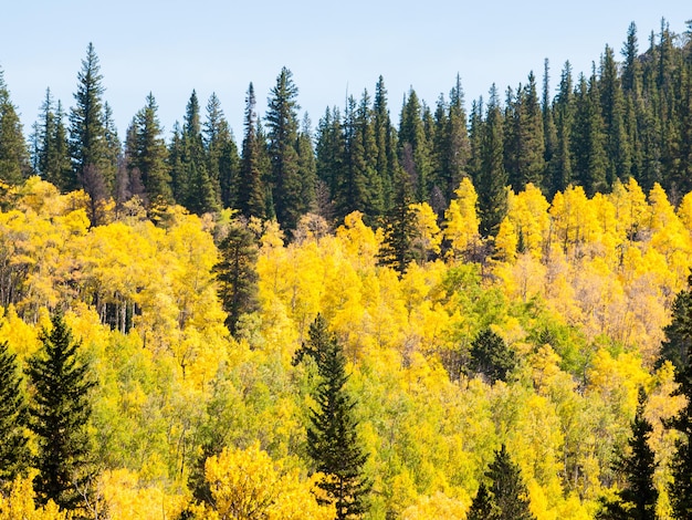 Montagne ricoperte di colore giallo brillante in autunno.