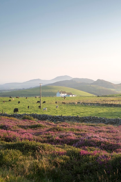 Montagne vicino a Llithfaen, Pwllheli, Llyn Peninsula, Wales, Regno Unito