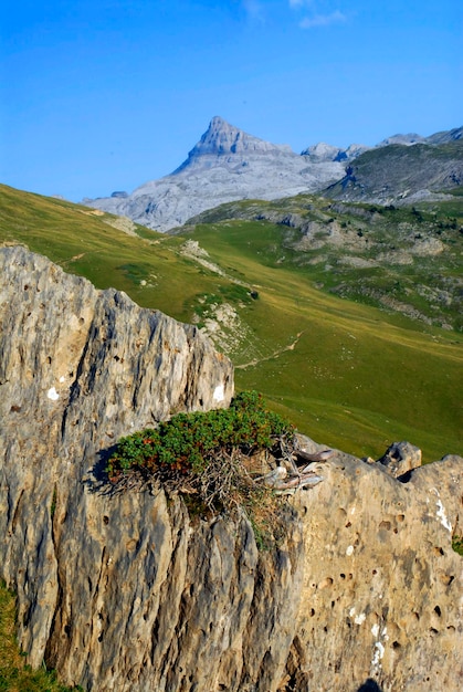 Monte Anie 2507 m nei Pirenei francesi In primo piano un ginepro alpino Juniperus alpina