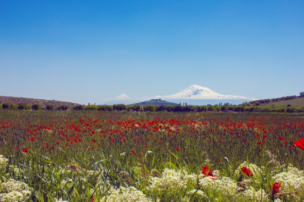 Monte Ararat. bella vista dall'Armenia
