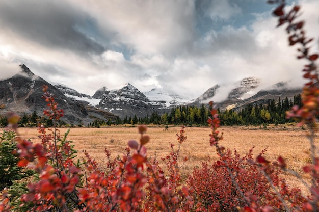 Monte Assiniboine con nuvoloso in prato dorato e foglie rosse al parco provinciale BC Canada