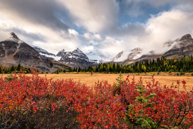 Monte Assiniboine con pianta rossa e nuvoloso sul prato dorato al parco provinciale