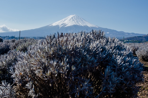 Monte Fuji e fiore viola