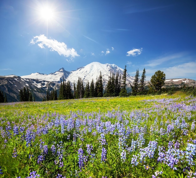 Monte Rainier