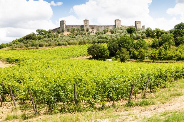 Monteriggioni, regione Toscana, Italia. Vigneto di fronte alle antiche mura medievali