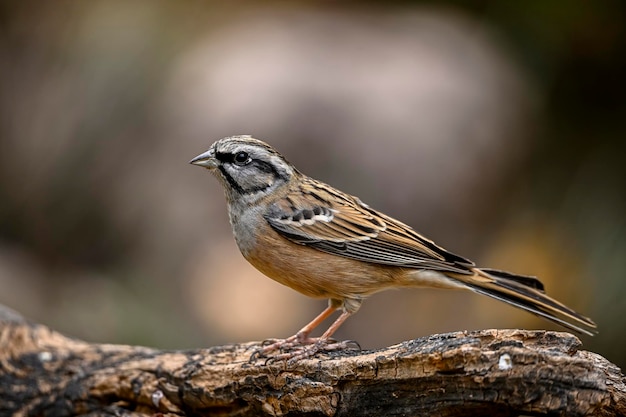 Montesinos pavese o Emberiza cia famiglia di scrivani passeriformi