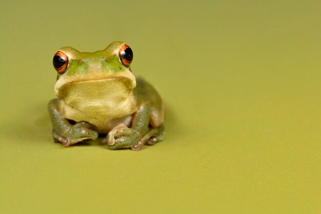 Montevideo Treefrog Hyla Pulchela La Pampa PatagoniaArgentina