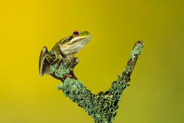 Montevideo Treefrog Hyla Pulchela La Pampa PatagoniaArgentina