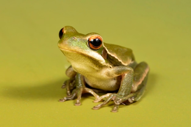 Montevideo Treefrog Hyla Pulchela La Pampa PatagoniaArgentina