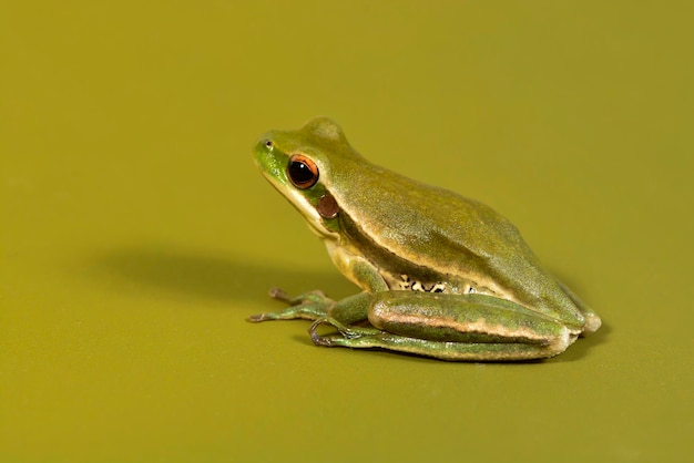 Montevideo Treefrog Hyla Pulchela La Pampa PatagoniaArgentina