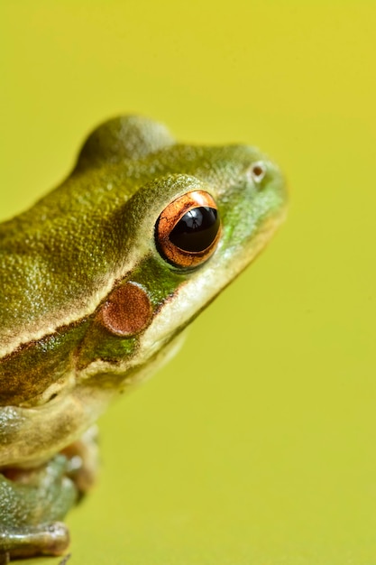 Montevideo Treefrog Hyla Pulchela La Pampa PatagoniaArgentina