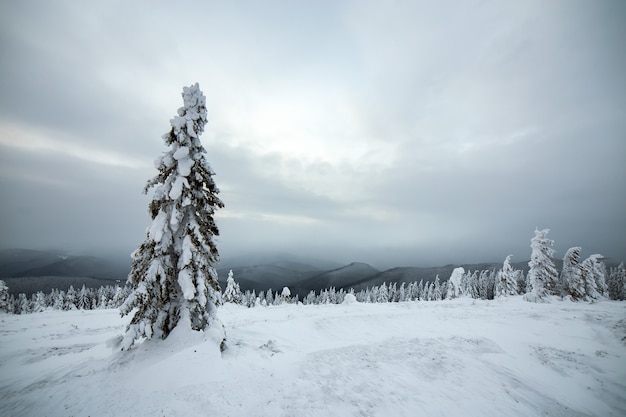 Moody paesaggio invernale di boschi di abete rosso rannicchiata con neve bianca e profonda in altopiani ghiacciati freddi.