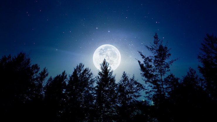 Photo moonlight over the pine forest