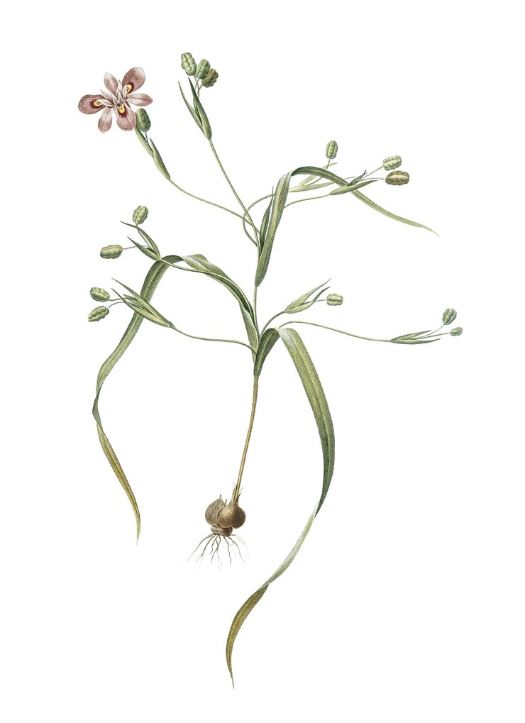 Foto moraea sordescens adesivo png illustrazione botanica vintage sfondo trasparente