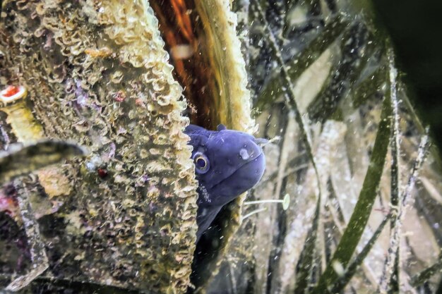 Moray Mediterraneo (Muraena helena) Sant'Elena Moray