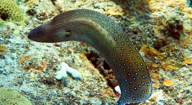 Moray pesce in Mar Rosso, Eilat, Israele.