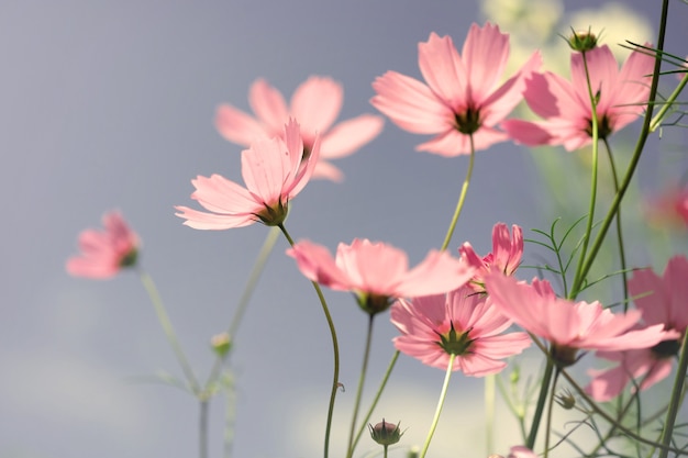 Morbidi e sfocati fiori Cosmos con sfondo azzurro del cielo