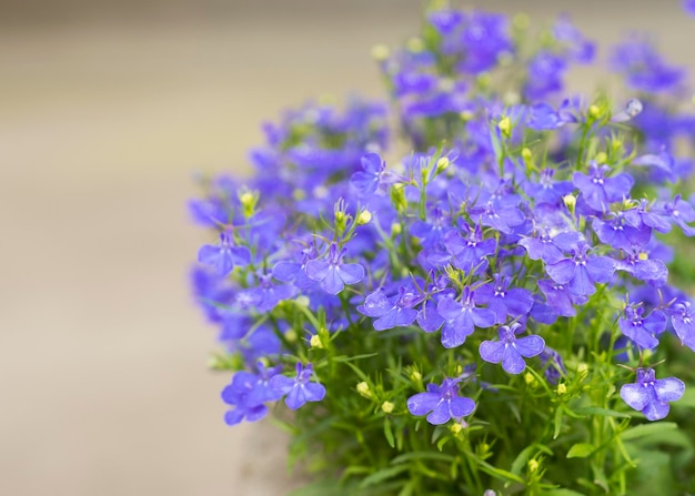 Morbidi fiori di lobelia blu sbocciarono 2