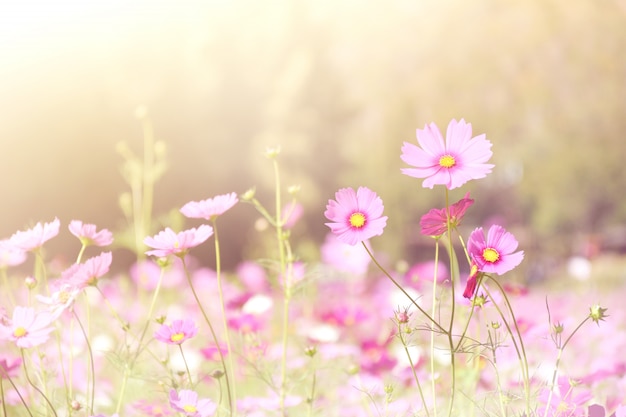 Morbido e sfocatura fiori dell&#39;universo con la luce del sole per lo sfondo. colore pastello.