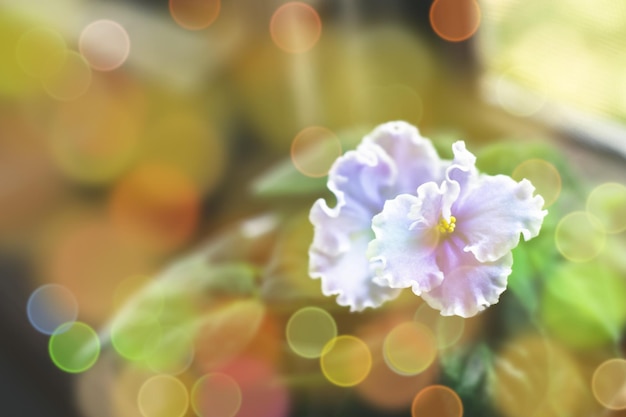 Morbido sfondo naturale di primavera calda con bokeh pronunciato e sfocatura