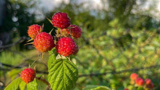 More nere mature e rosse di maturazione su sfondo di foglie verdi