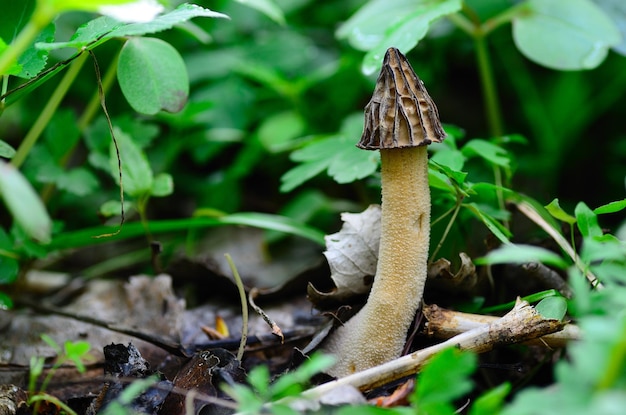 Morel in primavera e nella foresta