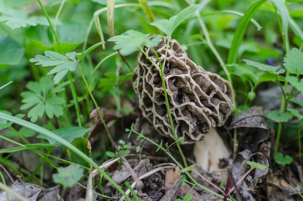 Morel nel suolo della foresta