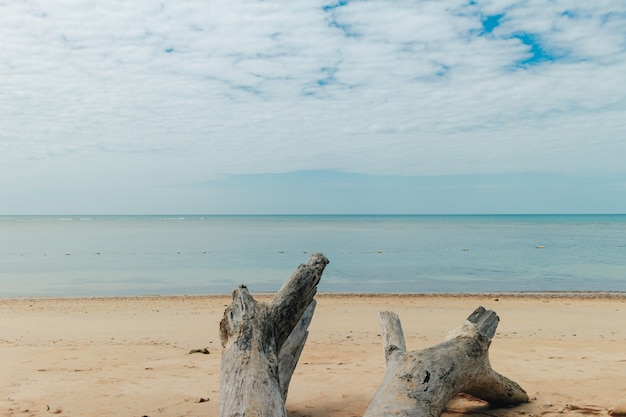 Morendo tronco di pino giaceva sulla spiaggia tropicale