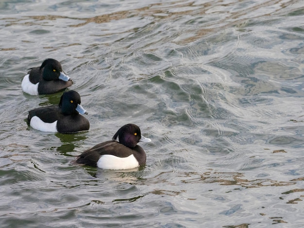 Moretta o moriglione tufted (Aythya fuligula) Stoccolma, Svezia