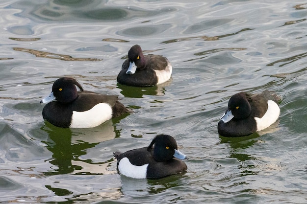 Moretta o moriglione tufted (Aythya fuligula) Stoccolma, Svezia