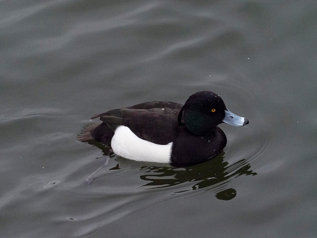 Moretta o moriglione tufted (Aythya fuligula) Stoccolma, Svezia