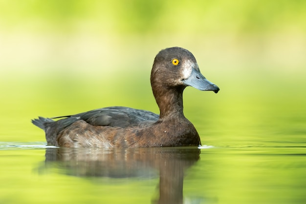 Moretta su un lago con sfondo verde