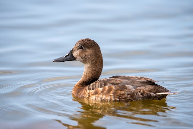 Moriglione femmina (Aythya ferina) in acqua.