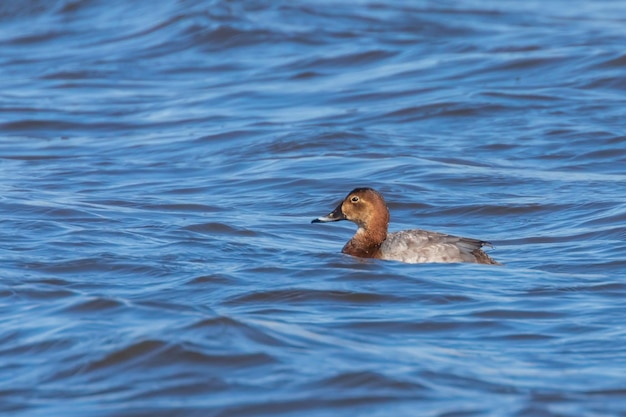 Moriglione femmina nuotare nel lago (Aythya ferina)